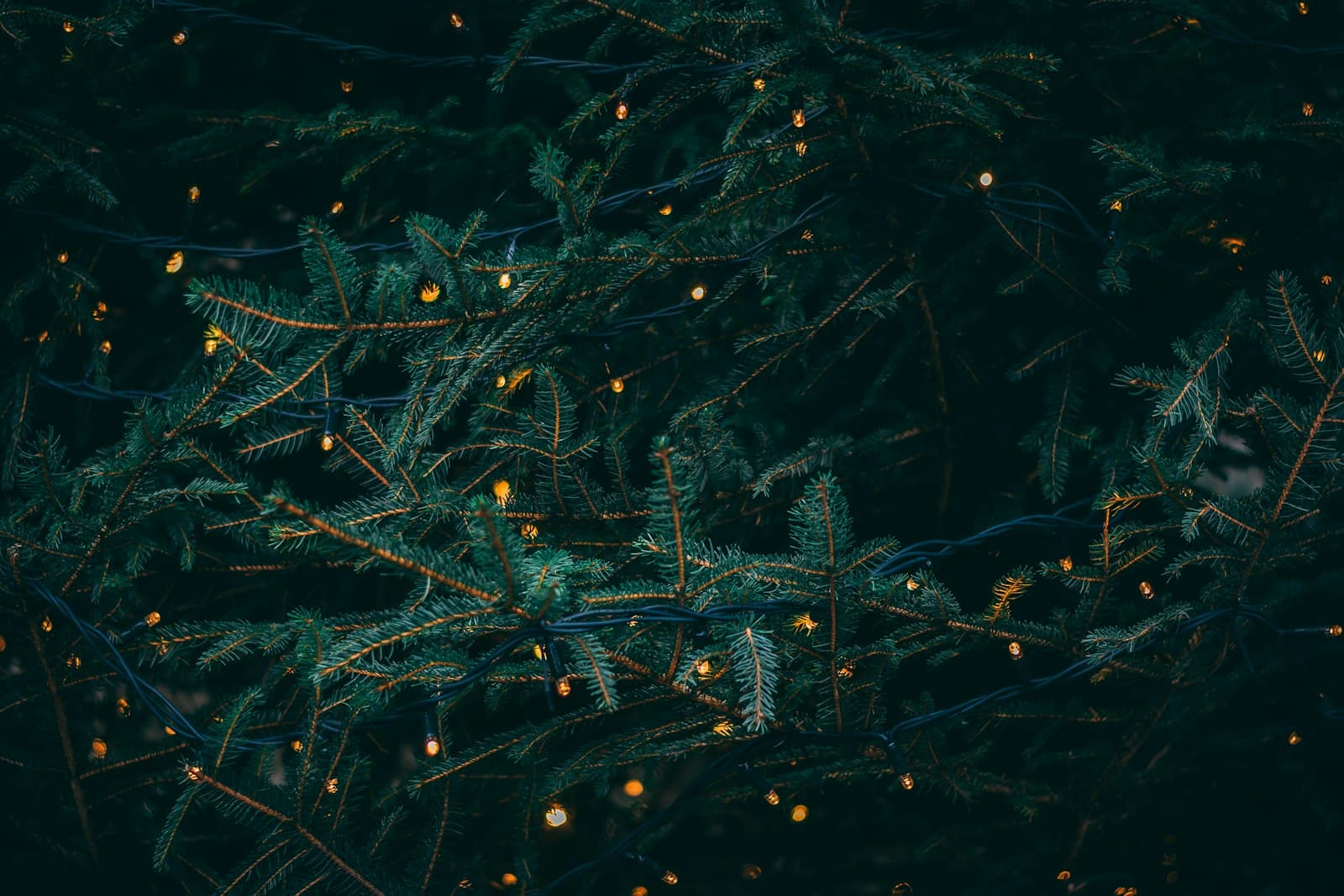 La Laponie en décembre : Noël, nuit polaire et magie arctique (guide complet)
