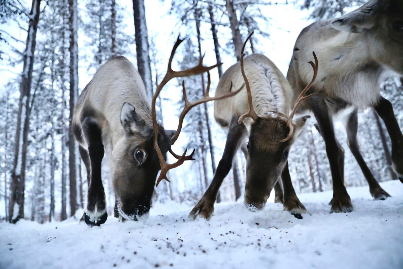 Peuple sami : histoire, langues, drapeau et culture du Sápmi
